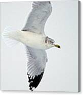Gull Fly-by Canvas Print