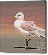 Gull Onthe Beach Canvas Print