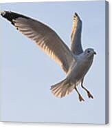 Gull Ready To Land Canvas Print
