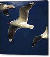 Gulls Up The Wall Canvas Print