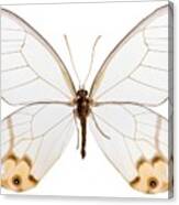 Haetera Macleannania Butterfly Canvas Print