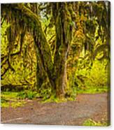 Hall Of Mosses Canvas Print