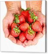 Handful Of Strawberries Canvas Print
