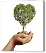 Hands Holding Heart Shaped Tree Canvas Print