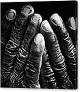 Old Hands With Wrinkles Canvas Print
