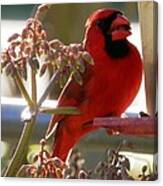 Handsome Red Male Cardinal Visiting Canvas Print