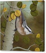 Hanging Around-red Breasted Nuthatch Canvas Print
