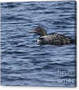 Happy As A Loon Canvas Print