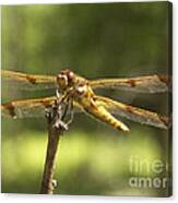 Happy Dragonfly Canvas Print