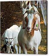 Happy Goat Canvas Print