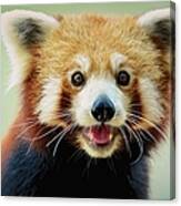 Happy Red Panda Canvas Print