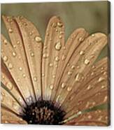 Happy To Be A Raindrop Canvas Print