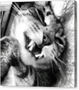 #happycat, #petphotography, #cat Canvas Print