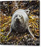 Harbor Seal Canvas Print