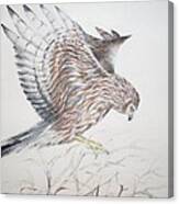 Harrier Hen Canvas Print