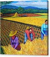 Harvest Season Canvas Print