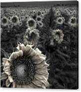 Haunting Sunflower Fields 1 Canvas Print