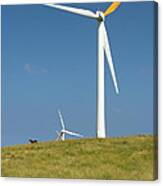 Hawi Wind Farm Canvas Print