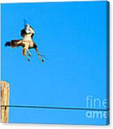 Hawk Catches Snake On The High Plains Of New Mexico Canvas Print
