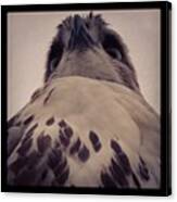 #hawk #predator #nature #wildlife #bird Canvas Print