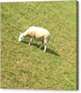 He Doesn't Like You #sheep #buscotmanor Canvas Print