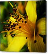 Heart Of A Flower Canvas Print