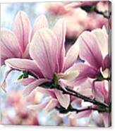 Heavenly Magnolias Canvas Print