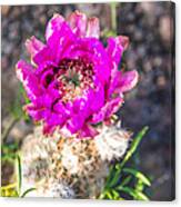 Hedgehog Cactus In Bloom - Enchanted Rock Fredericksburg Texas Hill Country Canvas Print