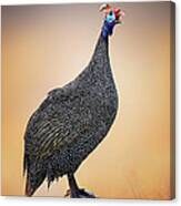 Helmeted Guinea-fowl Perched On A Rock Canvas Print