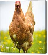 Hen In A Meadow Canvas Print