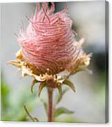 Herb Bennet Canvas Print