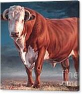 Hereford Bull Canvas Print
