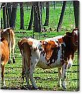 Herefords Canvas Print