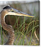 Heron In The Grass Canvas Print
