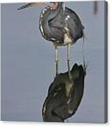 Heron Reflections Canvas Print