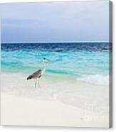 Heron Takes A Walk At The Beach Canvas Print