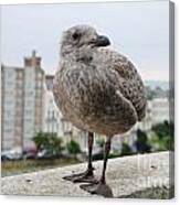 Herring Gull Chick Canvas Print