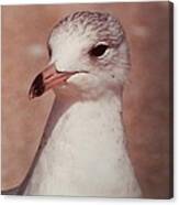 Beach Gull On The Hunt Canvas Print