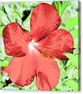 Hibiscus - After The Rain - Photopower 765 Canvas Print