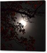 Hickory By Moonlight Canvas Print