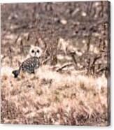 Hiding In Plain Sight Canvas Print