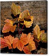 High Bush Cranberry Leaves Canvas Print
