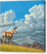 High Meadow - Pronghorn Canvas Print