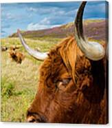 Highland Cattle On Scottish Pasture Canvas Print