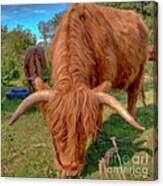Highland Cow Painting Canvas Print