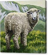 Highland Ewe Canvas Print