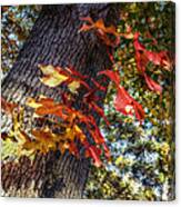 Hints Of Fall Canvas Print