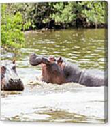 Hippos In Water Under African Sun Canvas Print