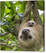 Hoffmanns Two-toed Sloth And Old Baby Canvas Print