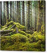 Hoh Rainforest Log Jam Canvas Print